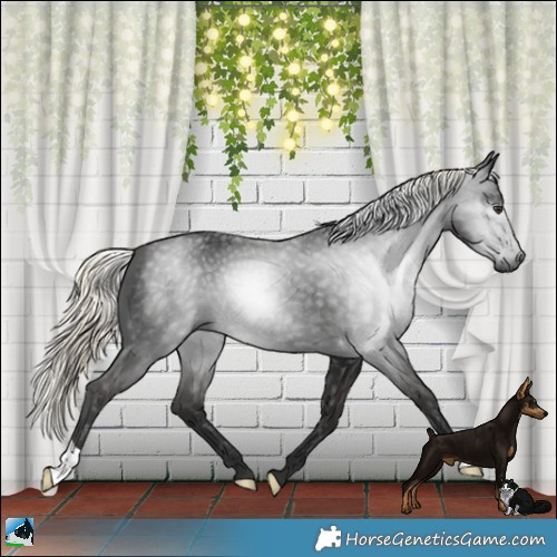 Horse Color:Gray Liver Chestnut Mushroom 