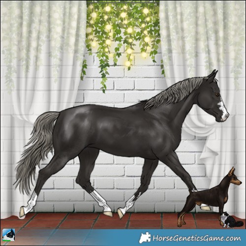 Horse Color:Liver Chestnut Mushroom 