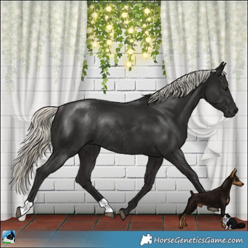 Horse Color:Liver Chestnut Mushroom Rabicano 