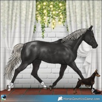 Horse Color:Liver Chestnut Mushroom Rabicano 