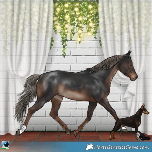 Horse Color:Liver Chestnut Rabicano 