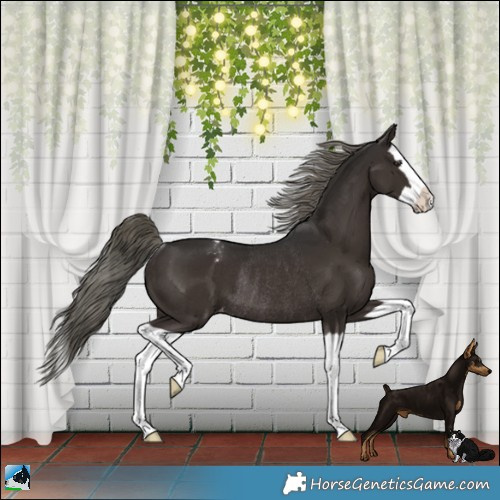 Horse Color:Liver Chestnut Mushroom Splash Appaloosa Rabicano