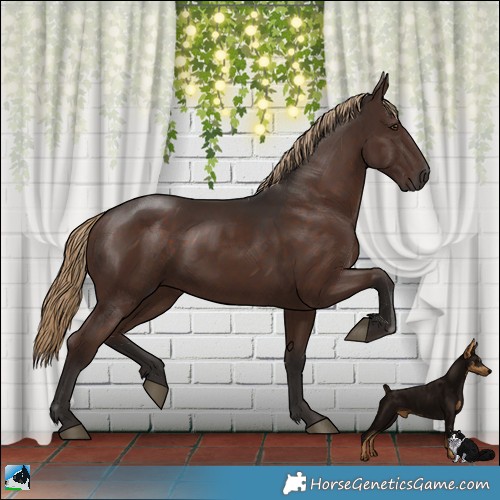 Horse Color:Liver Chestnut Rabicano 