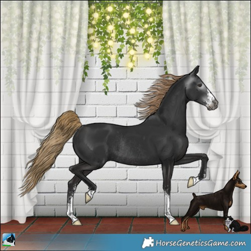 Horse Color:Gray Liver Chestnut Sabino Rabicano