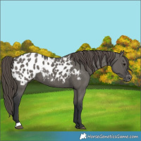 Horse Color:Grullo Appaloosa 
