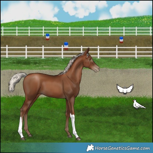 Horse Color:Gray Silver Black Pearl Tobiano 