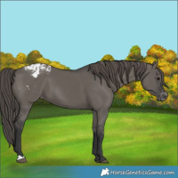 Horse Color:Grullo Appaloosa 