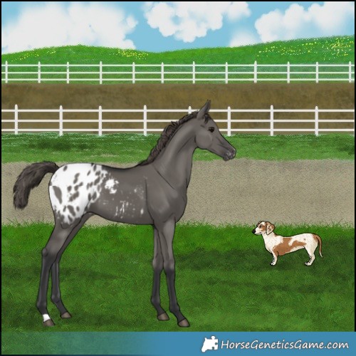Horse Color:Grullo Appaloosa 