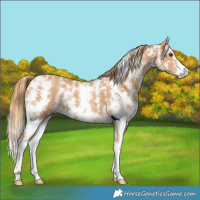 Horse Color:Chestnut Sabino