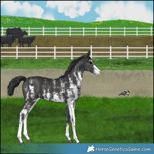Horse Color:Black Sabino 
