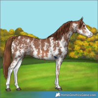 Horse Color:Chestnut Sabino