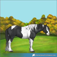Horse Color:Black Splash Tobiano 