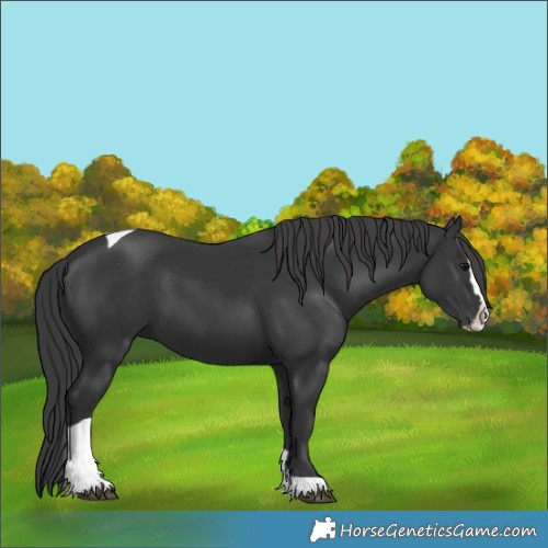 Horse Color:Black Splash Tobiano 