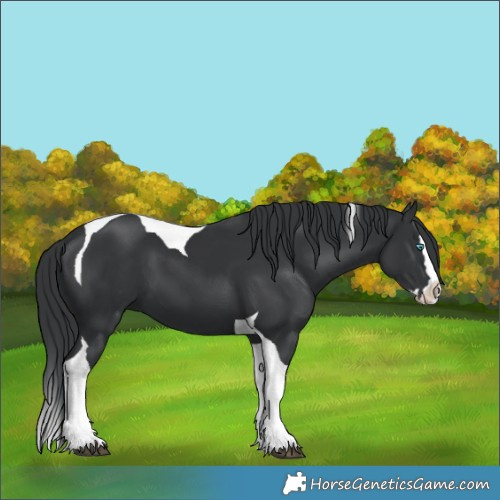 Horse Color:Black Splash Tobiano 