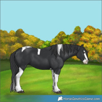 Horse Color:Black Splash Tobiano 