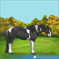 Horse Color:Black Splash Tobiano 