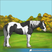 Horse Color:Black Splash Tobiano