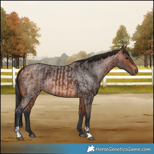 Horse Color:Bay Rabicano  and Bay Roan Rabicano 