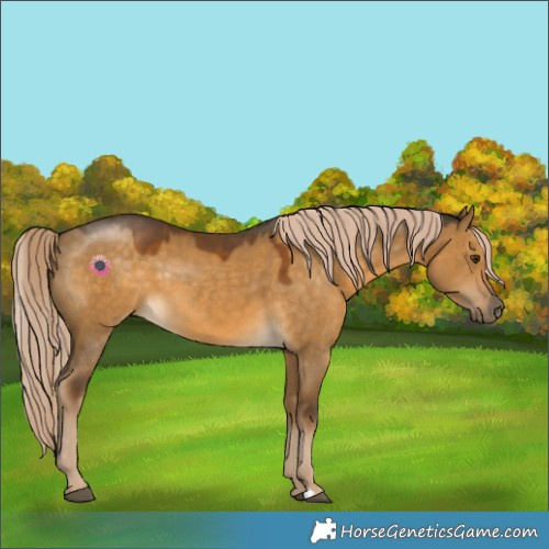 Horse Color:Chocolate Palomino Dun 