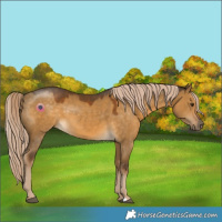 Horse Color:Chocolate Palomino Dun 