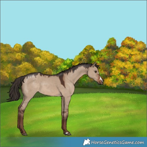Horse Color:Liver Red Dun 