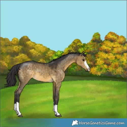 Horse Color:Buckskin Dun 