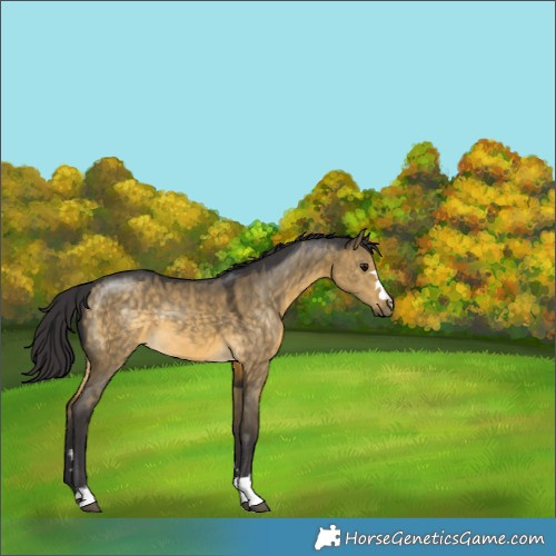 Horse Color:Buckskin Dun