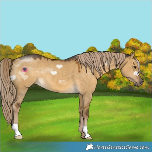 Horse Color:Chocolate Palomino Dun 