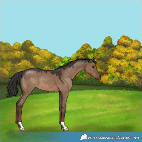 Horse Color:Liver Red Dun 