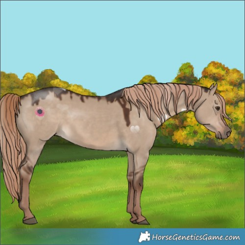 Horse Color:Liver Red Dun 