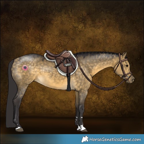 Horse Color:Buckskin Dun 