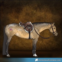 Horse Color:Buckskin Dun 
