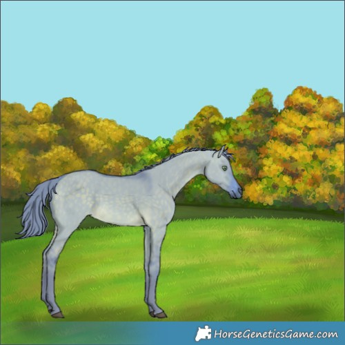 Horse Color:Watercolor Buckskin Dun 