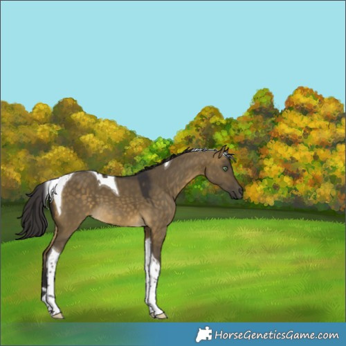 Horse Color:Buckskin Dun Tobiano 