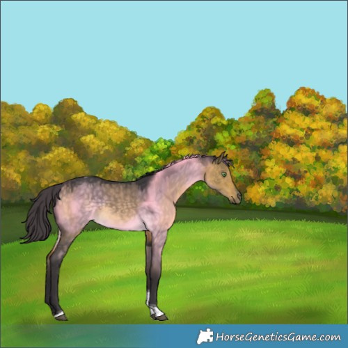 Horse Color:Buckskin Dun Tobiano 