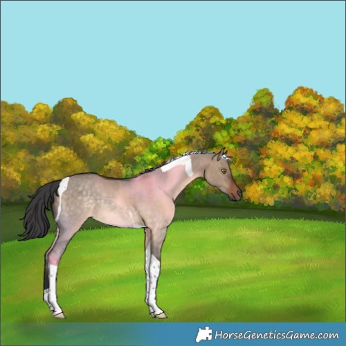 Horse Color:Brown Dun Tobiano Rabicano 