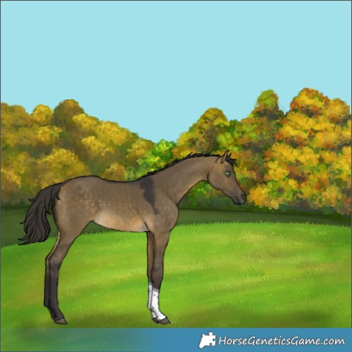 Horse Color:Buckskin Dun Tobiano Rabicano 