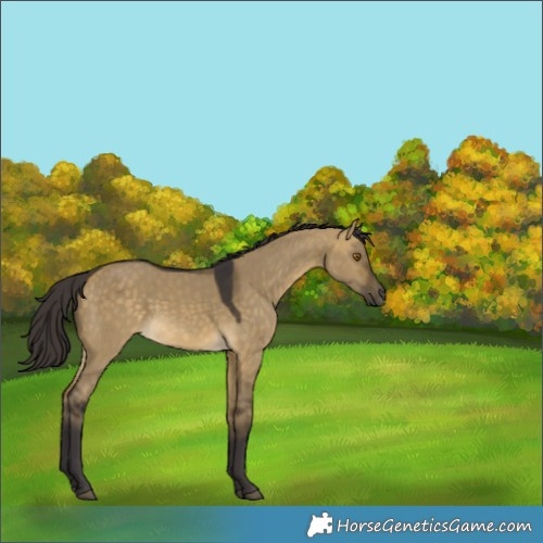 Horse Color:Buckskin Dun 