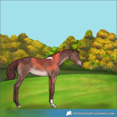 Horse Color:Chocolate Brown Dun Tobiano Rabicano 