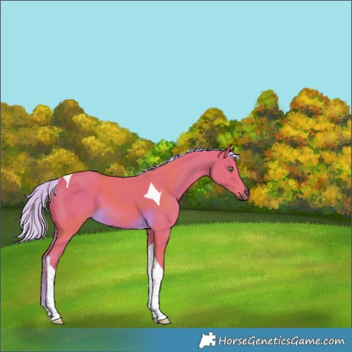 Horse Color:Watercolor Chocolate Palomino Tobiano 