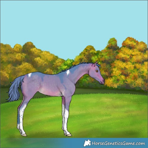 Horse Color:Watercolor Chocolate Buckskin Dun Tobiano 