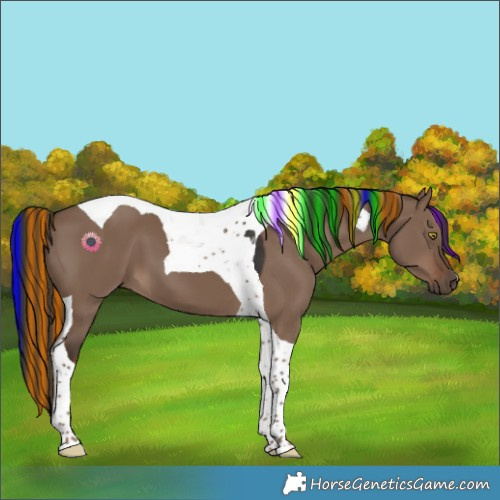 Horse Color:Painted Liver Red Dun Tobiano