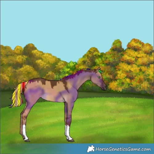 Horse Color:Painted Chocolate Palomino Dun Tobiano 