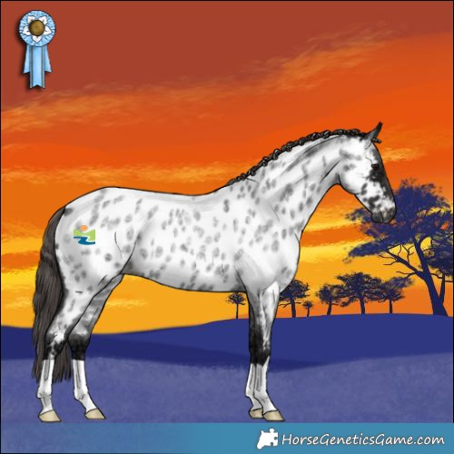 Horse Color:Smoky Blue Ice Roan Appaloosa 