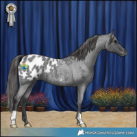 Horse Color:Blue Roan Appaloosa 