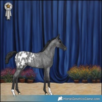 Horse Color:Blue Roan Appaloosa 
