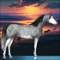 Horse Color:Gray Blue Roan Splash Rabicano 