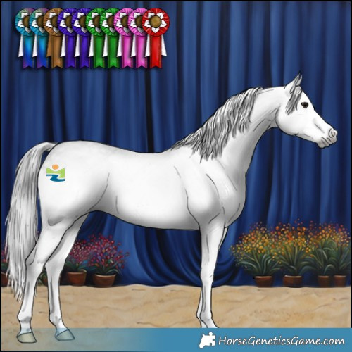 Horse Color:Gray Blue Roan Splash Frame Varnish Rabicano 
