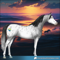 Horse Color:Blue Roan Splash Blanket Rabicano 