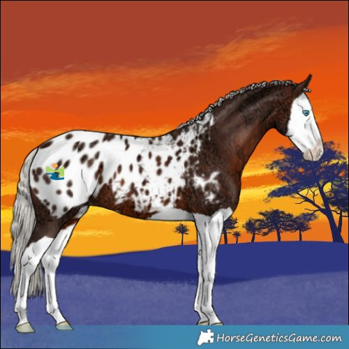 Horse Color:Silver Brown Ice Splash Appaloosa 
